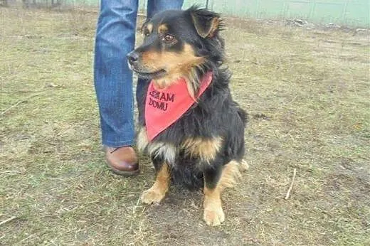 Miko młody przytulak szuka kochającego domku na ca