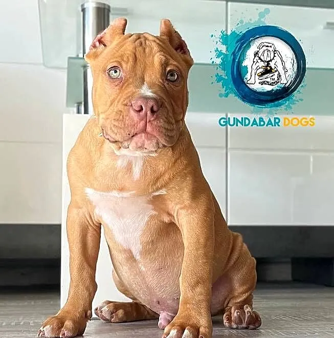 American Bully piesek ABKC, Wielkopolskie, Koło