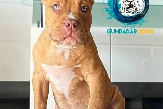 American Bully piesek ABKC, Wielkopolskie, Koło