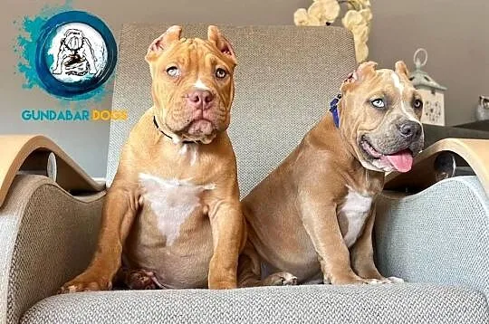 American Bully piesek ABKC, Wielkopolskie, Koło
