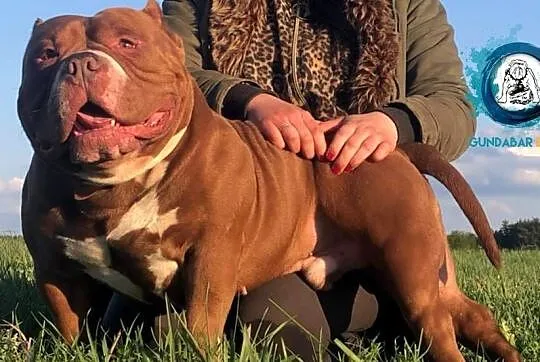 American Bully piesek ABKC, Wielkopolskie, Koło
