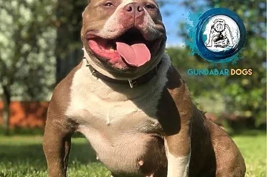 American Bully piesek ABKC, Wielkopolskie, Koło