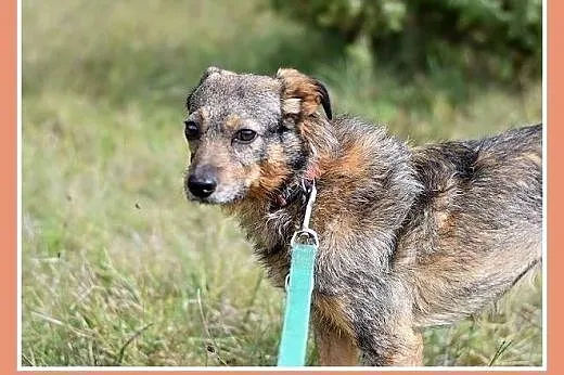 11 kg, delikatny,łagodny,przytulaśny piesek OWI.Ad