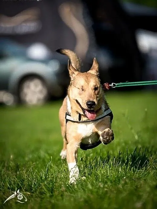 BAŚCIK poleca się do adopcji, śląskie Gliwice