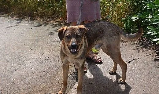 Bruno - młodzieniec do adopcji, opolskie Opole