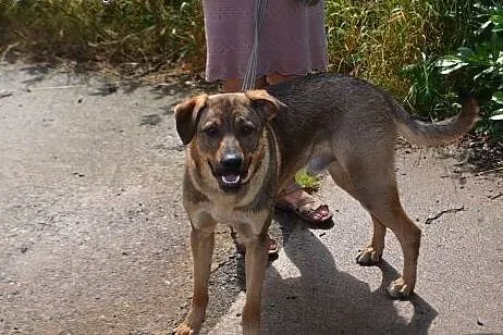 Bruno - młodzieniec do adopcji,  opolskie Opole