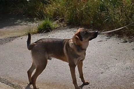 Bruno - młodzieniec do adopcji,  opolskie Opole