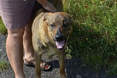 Bruno - młodzieniec do adopcji,  opolskie Opole