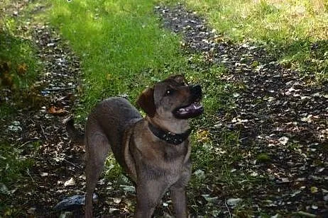 Bruno - młodzieniec do adopcji,  opolskie Opole
