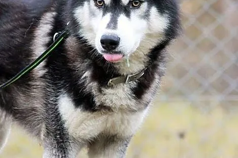 Malik - piękny pies w typie husky :)
