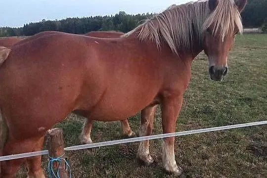 Sprzedam dwie klacze kasztanki.