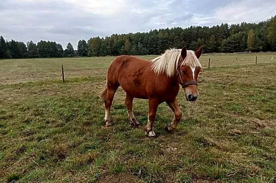 Sprzedam dwie klacze kasztanki., Warmińsko-mazurskie, Janowo