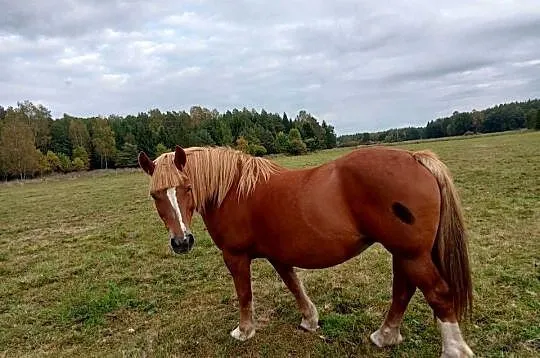 Sprzedam dwie klacze kasztanki., Warmińsko-mazurskie, Janowo