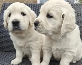 Wir stellen vor: Kingston, dein perfekter vierbeiniger Begleiter!Golden Retriever.