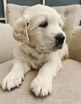 Wir stellen vor: Kingston, dein perfekter vierbeiniger Begleiter!Golden Retriever., , Breń Osuchowski