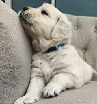 Wir stellen vor: Kingston, dein perfekter vierbeiniger Begleiter!Golden Retriever., , Breń Osuchowski