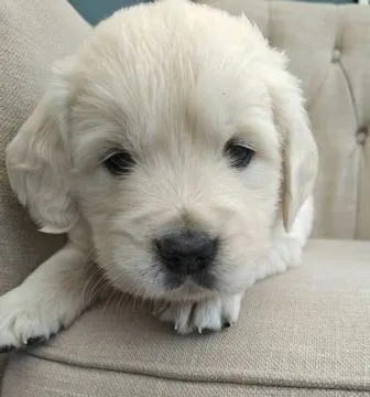 Wir stellen vor: Kingston, dein perfekter vierbeiniger Begleiter!Golden Retriever., , Breń Osuchowski
