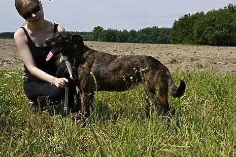 BARDZO PILNA ADOPCJA ARIZONKI ! ,  dolnośląskie Wr