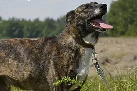 BARDZO PILNA ADOPCJA ARIZONKI ! ,  dolnośląskie Wr