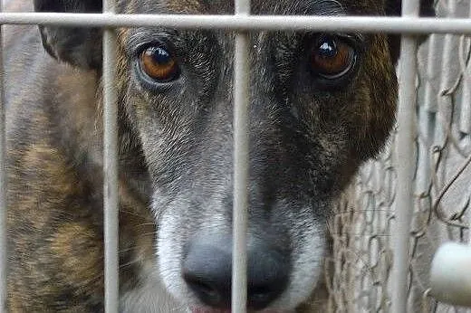 BARDZO PILNA ADOPCJA ARIZONKI ! ,  dolnośląskie Wr