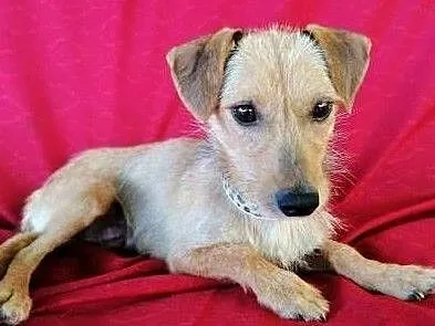 MINI - śliczna, mała, 7 kg sunia w typie jamnika do adopcji, Mazowieckie, Warszawa