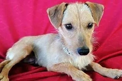 MINI - śliczna, mała, 7 kg sunia w typie jamnika do adopcji