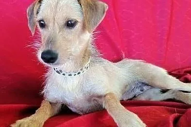MINI - śliczna, mała, 7 kg sunia w typie jamnika do adopcji, Mazowieckie, Warszawa