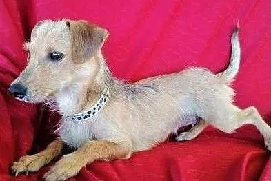 MINI - śliczna, mała, 7 kg sunia w typie jamnika do adopcji, Mazowieckie, Warszawa