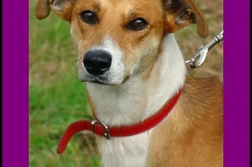 Harry- duży, przyjazny, pogodny, cudny! Adoptuj!,  śląskie Katowice