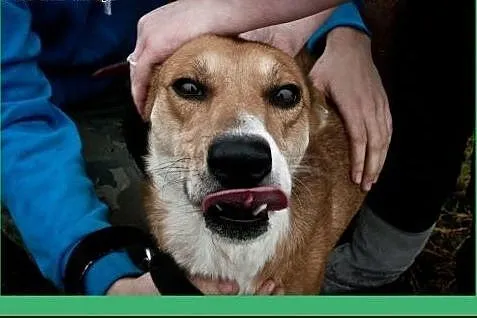 Harry- duży, przyjazny, pogodny, cudny! Adoptuj!, 