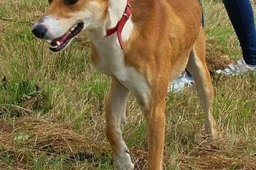 Harry- duży, przyjazny, pogodny, cudny! Adoptuj!, 
