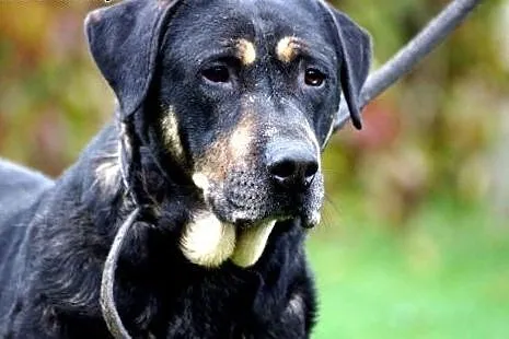 Przyjazny, bezkonfliktowy Niko, przepiękny, dostojny pies do adopcji,  Kundelki cała Polska