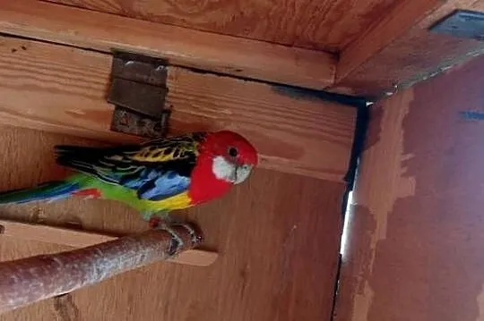 Papugi rozella pary