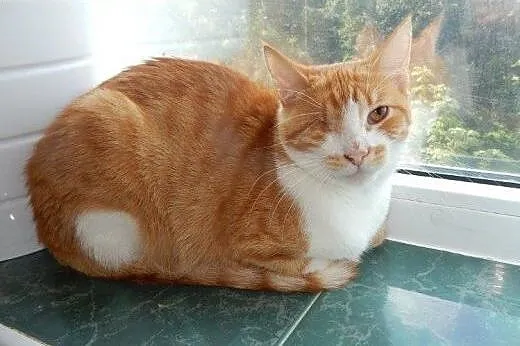 Rudy Jednooczek do adopcji!!!,  łódzkie Łódź