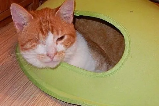 Rudy Jednooczek do adopcji!!!,  łódzkie Łódź