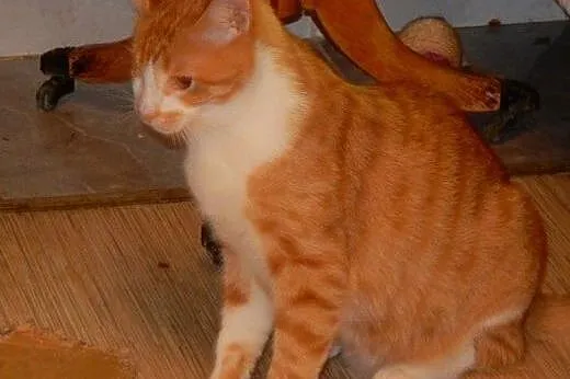 Rudy Jednooczek do adopcji!!!,  łódzkie Łódź