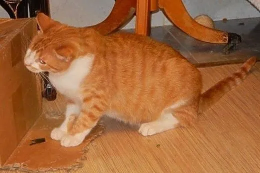 Rudy Jednooczek do adopcji!!!,  łódzkie Łódź