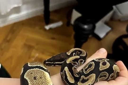 Pyton królewski wraz z terrarium, Mazowieckie, Zagościniec