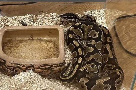Pyton królewski wraz z terrarium, Mazowieckie, Zagościniec