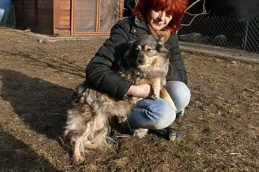Bella nadal czeka na dom,  Kundelki cała Polska