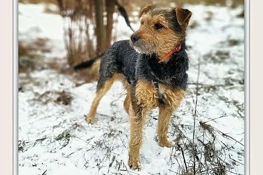 PONTI,terier mix,średni,łagodny,tulaśny,szczepiony piesek.ADOPCJA, Łódzkie, Łódź