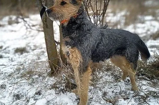 PONTI,terier mix,średni,łagodny,tulaśny,szczepiony piesek.ADOPCJA, Łódzkie, Łódź