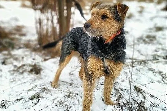 PONTI,terier mix,średni,łagodny,tulaśny,szczepiony piesek.ADOPCJA, Łódzkie, Łódź