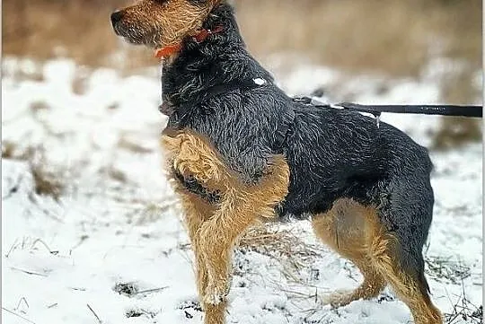PONTI,terier mix,średni,łagodny,tulaśny,szczepiony piesek.ADOPCJA, Łódzkie, Łódź