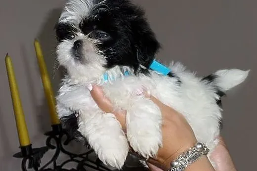 Shih Tzu z rodowodem,  śląskie Myszków