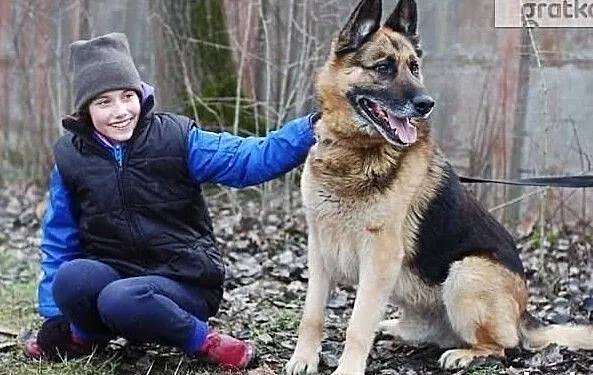 Cudowny piesek marzy o wspaniałym domku adoptuj go, Mazowieckie, Warszawa