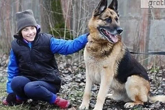 Cudowny piesek marzy o wspaniałym domku adoptuj go, Mazowieckie, Warszawa