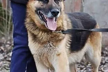 Cudowny piesek marzy o wspaniałym domku adoptuj go, Mazowieckie, Warszawa