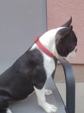 Boston terrier Piękne zarejestrowane suczka na sprzedaż, Mazowieckie, Warszawa