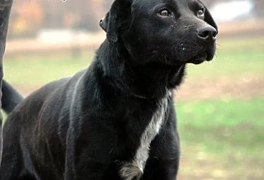 Demon piękny, energiczny, młody mix labrador ADOPC